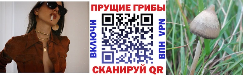 ОМГ ОМГ онион  Кологрив  Псилоцибиновые грибы Cubensis 